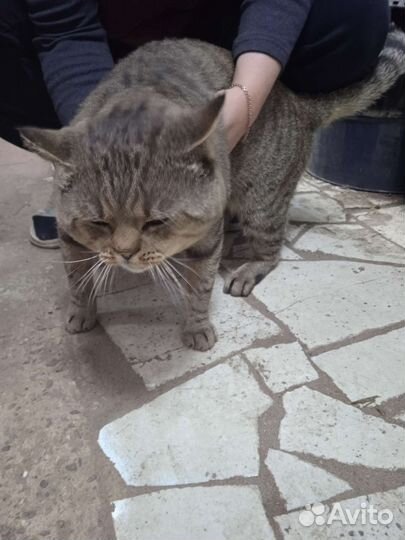 Домашние животные кошки