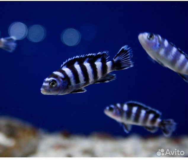 Аквариумные рыбки, Цихлиды, мультик,еллоу,фронтоза