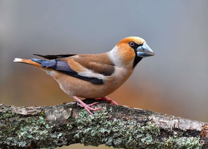 Лесные и полевые певчие птицы