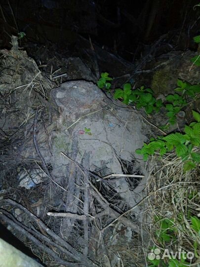 Корень дерева коряга