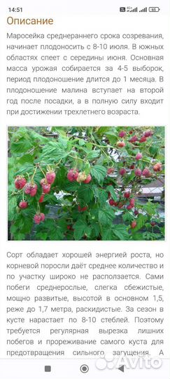 Малиновое дерево Таруса и Сказка. Маросейка