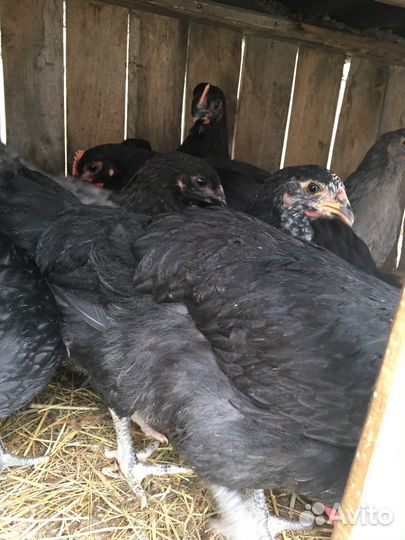 Инкубационное яйцо кур Джерсийский гигант