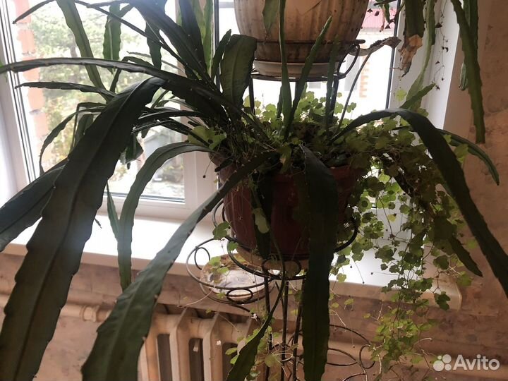 Дизокактус Аккермана (Декабрист), плюс Цимбалярия