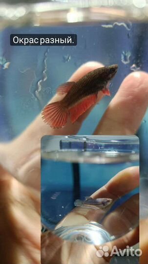 Самка Вуалевого петушка