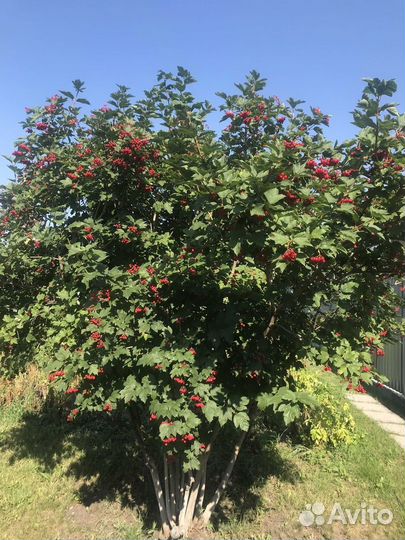 Калина ягоды