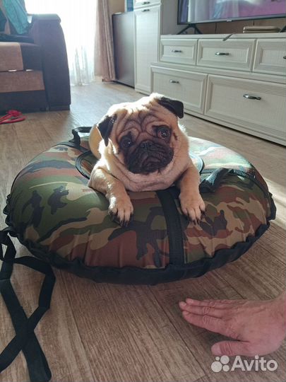 Мопс вязка мальчик