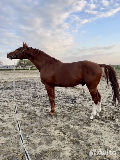 Жеребец для случки