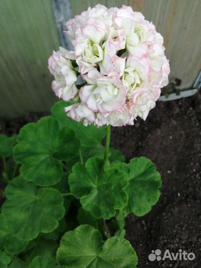 Пеларгония герань сортовые