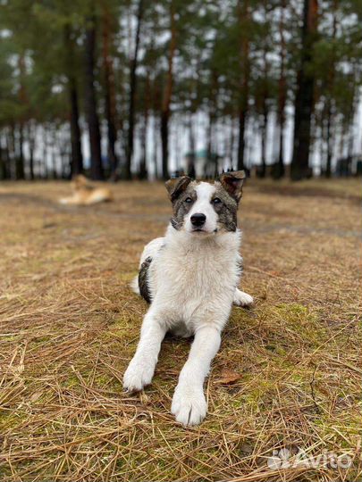 Щенок 8 месяцев