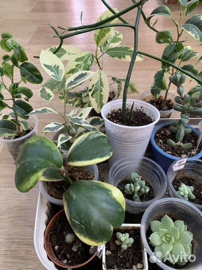 Редкие цветы