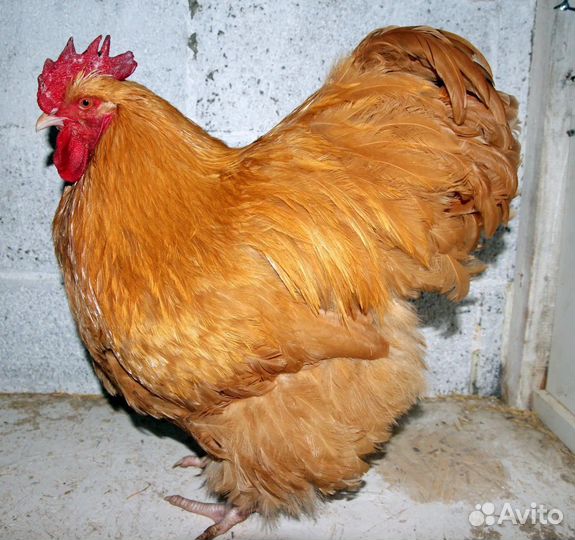 Орпингтон Амераукана Джерсийский Курица Петух