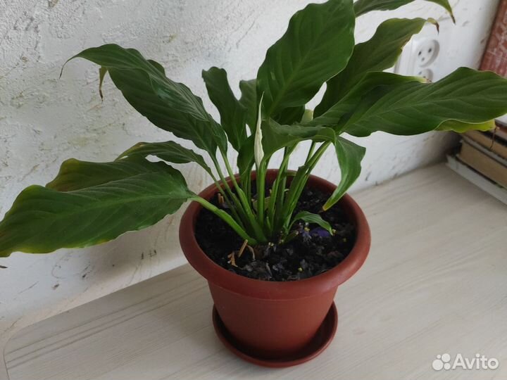 Спатифиллум