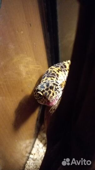 Эублефар со всем необходимым