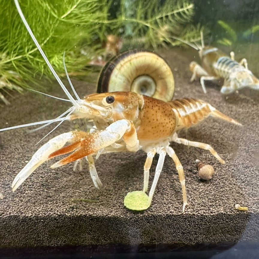 Рак призрак Procambarus clarkii