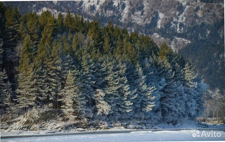 Тур путевка Алтай зимний экскурсия 4-7 дней