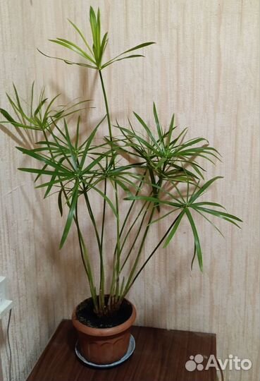 Цветы домашние в горшках