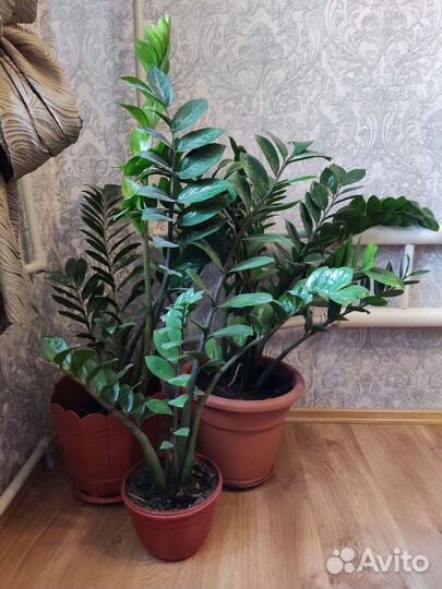 Замиокулькас