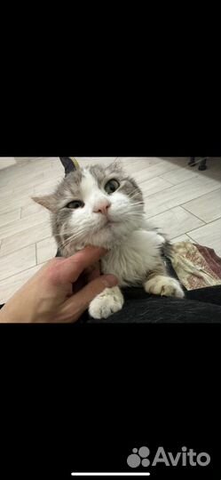 В дар кот с оплатой содержания