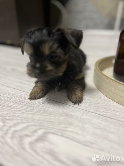 Йоркширский терьер мальчик
