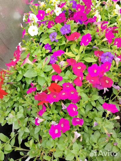 Петуния ампельная и махровая