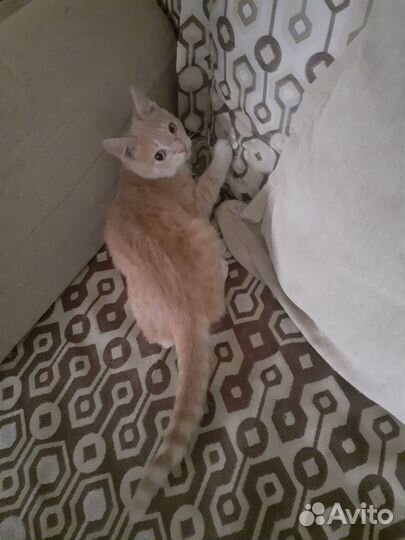 Котенок