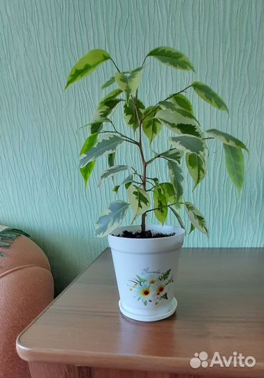 Фикус бенджамина пестролистный