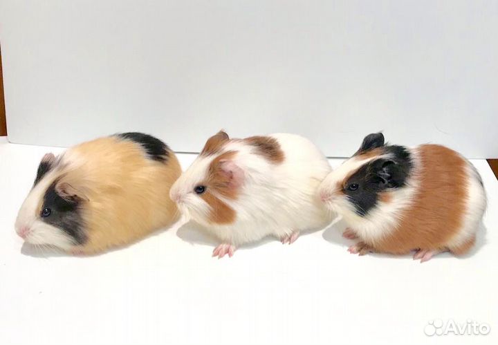 Морские свинки гладкие, розетки, перуанские