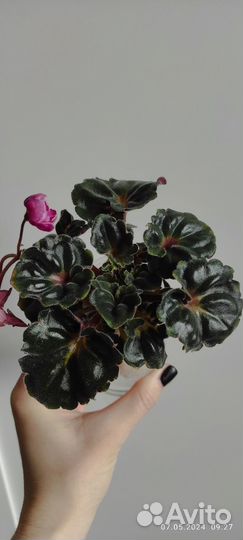 Домашние растения