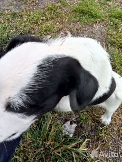 Отдам щенков в добрые руки бесплатно