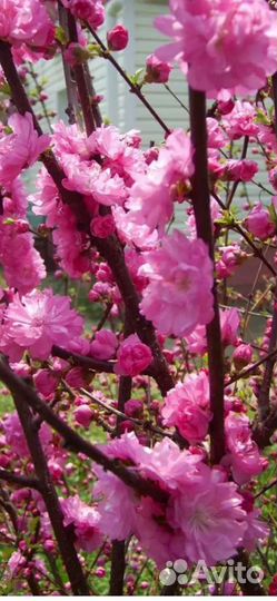 Сакура махровая саженцы