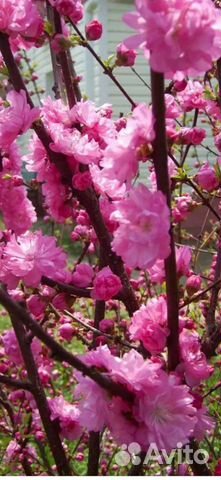 Сакура махровая саженцы
