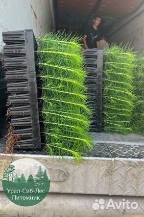 Зкс и окс Сосна Ель Лиственница сеянцы Голуб горн