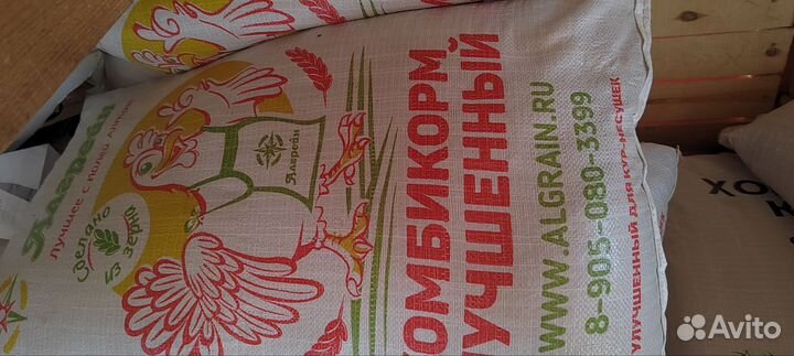 Зерно пшеница