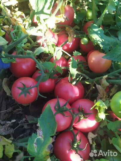 Помидор розовый оптом