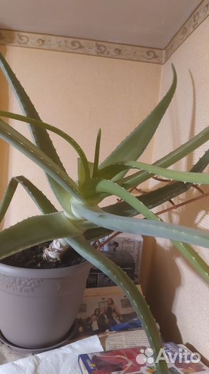 Алоэ вера большой