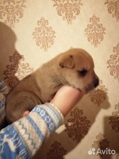Собака в добрые руки щенок шарпей