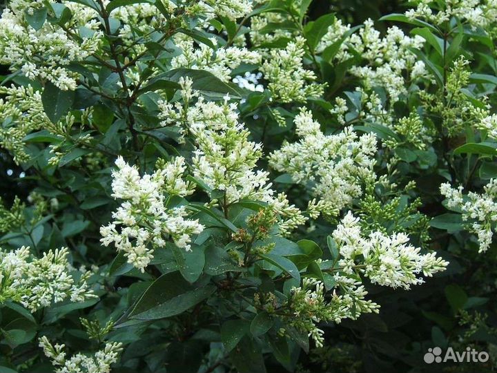 Саженцы декоративных кустарников