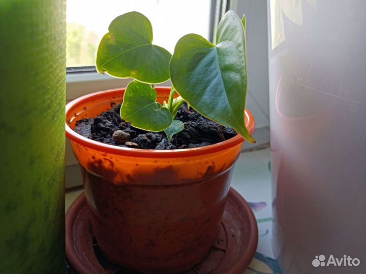 Комнатные цветы антуриум