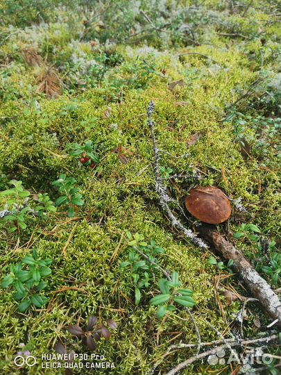 Боровики, белые грибы