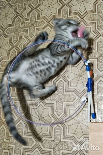 Котёнок девочка