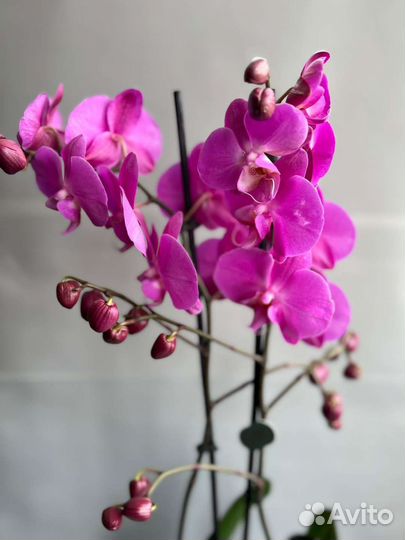 Орхидея фаленопсис