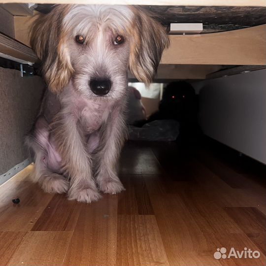 Китайская хохлатая щенок мальчик