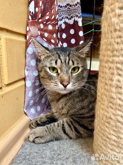 Шикарный тигренок Шейн молодой котик в добрые руки