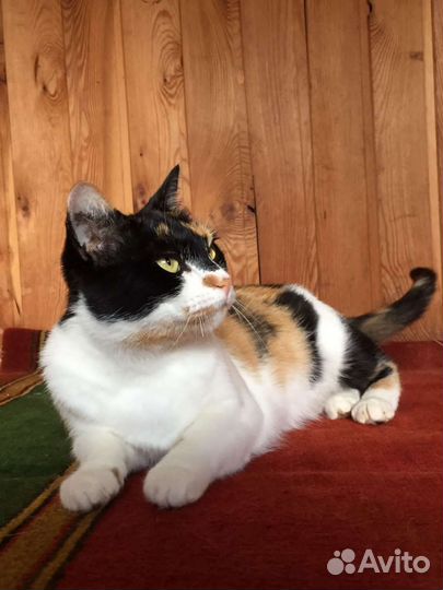 Кошка в дар