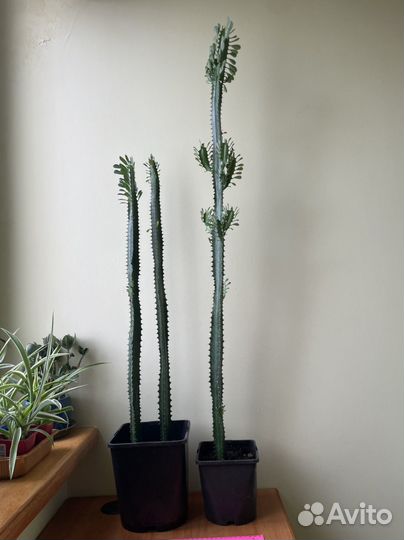 Молочай трехгранный (эуфорбия тригона)