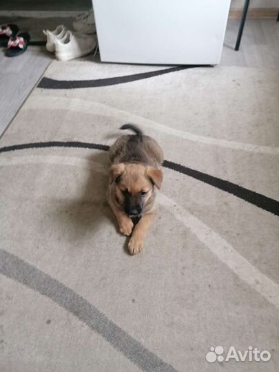 Щенок лайки девочка в добрые руки