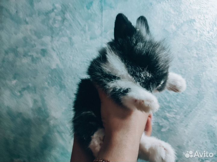 Карликовый кролик - Москва