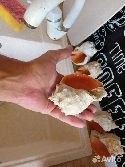 Ракушка рапана