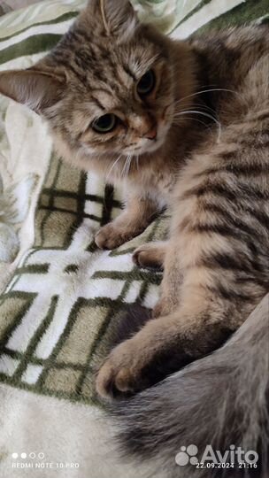 Отдам бесплатно