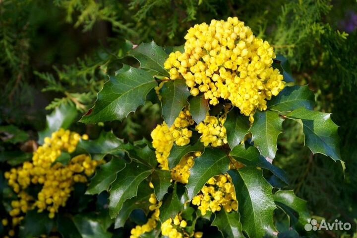 Магнолия грандифлора